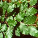 Fagus sylvatica fk HALLANDSÅS
