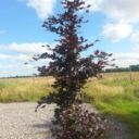 Fagus sylvatica Purpurbladig