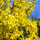 Forsythia × intermedia 'Freja'