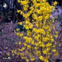Forsythia mandshurica