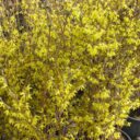 Forsythia 'Northern Gold'