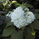 Hydrangea arborescens 'Annabelle'
