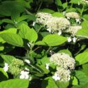 Hydrangea arb. WHITE DOME ('Dardom' PBR)