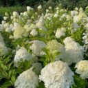 Hydrangea paniculata 'Limelight'