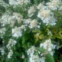 Hydrangea paniculata 'Mustila'