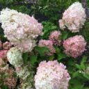 Hydrangea paniculata 'Phantom'