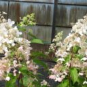 Hydrangea pan. PINKY WINKY ('DVPPinky'*)