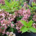 Hydrangea paniculata 'Wim's Red' PBR