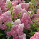 Hydrangea p. VANILLE-FRAISE ('Renhy'*)