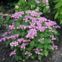 Hydrangea serrata AVELROZ ('Dolmyf' PBR)