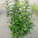 Lonicera involucrata 'Lycksele'