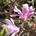 Magnolia × loebneri 'Leonard Messel'