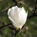 Magnolia × loebneri 'Merril'