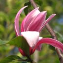 Magnolia (Liliiflora-Gr) 'Galaxy'