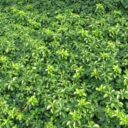 Pachysandra terminalis 'Green Carpet'