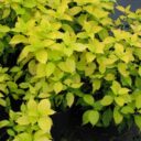 Philadelphus coronarius 'Aureus'