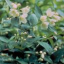 Philadelphus coronarius 'Finn'