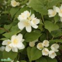 Philadelphus coronarius 'Ängen'