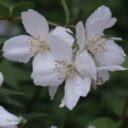 Philadelphus (Lemoinei) 'Mont Blanc'