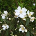 Philadelphus lewisii 'Waterton'