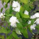 Philadelphus (Virg)'Minnesota Snowflake'