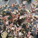 Physocarpus opulifolius 'Red Baron'