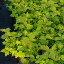 Physocarpus opulifolius 'Dart's Gold'