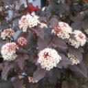 Physocarpus opulifolius 'Diabolo' PBR