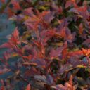 Physocarpus op. DIABLE d'OR ('Mindia'*)