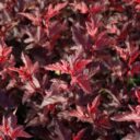 Physocarpus op. SUMMERWINE ('Seward' PBR)