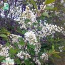 Prunus padus fk ULTUNA