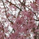 Prunus sargentii