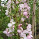 Prunus (Sato-zakura) 'Ama-no-gawa'