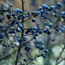 Prunus spinosa fk VÄSTERÅKER