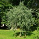 Pyrus salicifolia 'Pendula'(bottenympad)