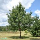 Quercus petraea FK AGDER