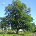 Quercus robur fk LINKÖPING