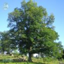 Quercus robur fk ULTUNA