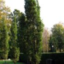 Quercus robur (Fastigiata) 'Koster'