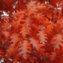 Quercus rubra