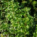 Ribes alpinum 'Schmidt'