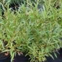 Salix fragilis 'Bullata'