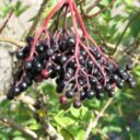 Sambucus nigra