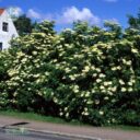 Sambucus nigra fk BÅLSTA