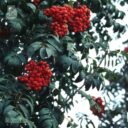 Sorbus aucuparia fk VÄSTERÅKER