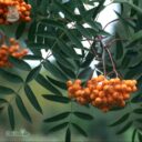 Sorbus (Commixta) 'Birgitta'