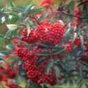 Sorbus commixta 'Carmencita'