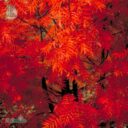 Sorbus ulleungensis 'Dodong'