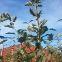 Sorbus intermedia