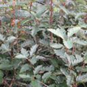 Sorbus intermedia